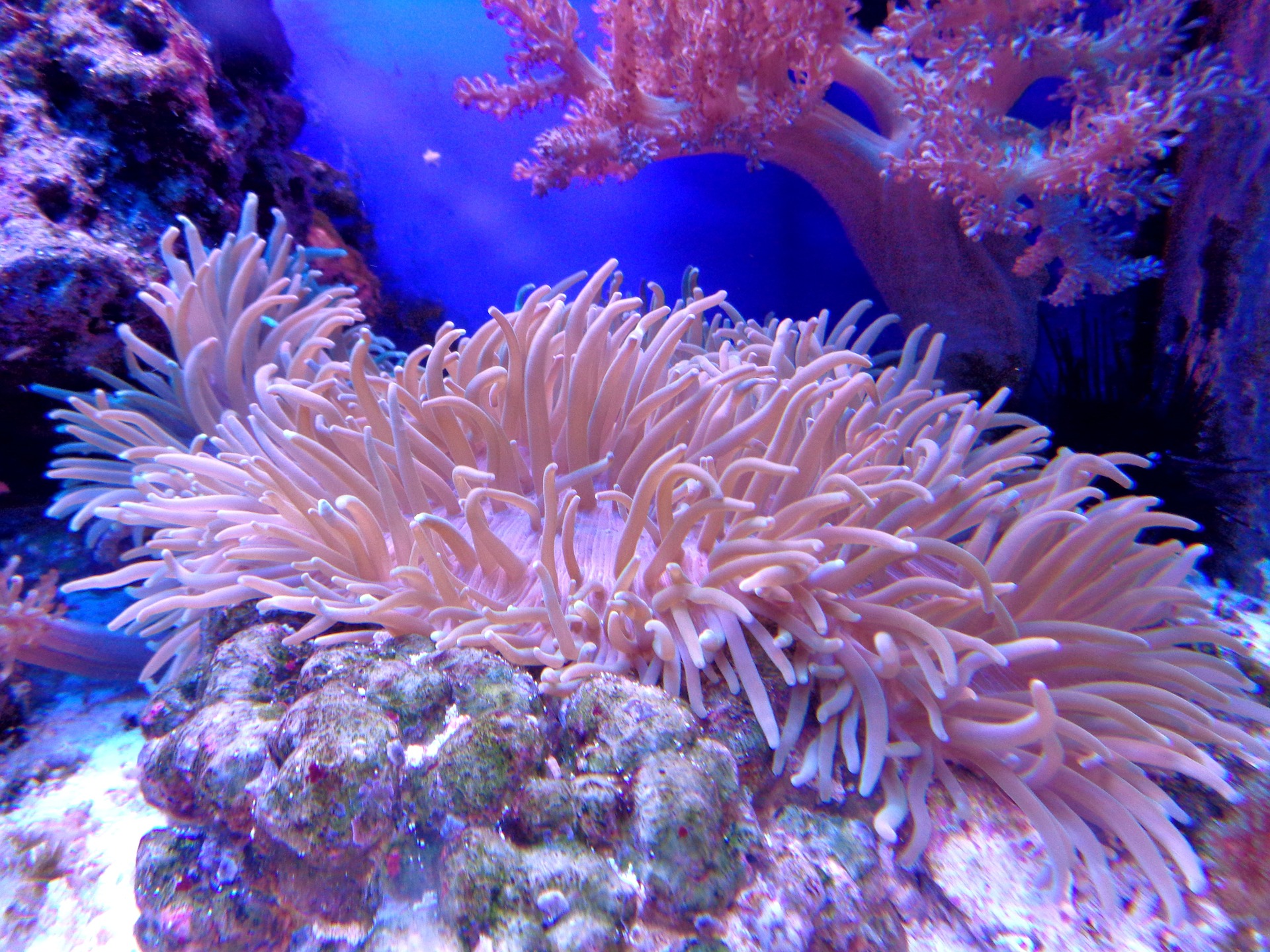 Nice-coral-pictures